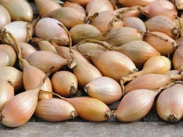 تصویر 4 از فروش موسیر کوهی + قیمت خرید به صرفه